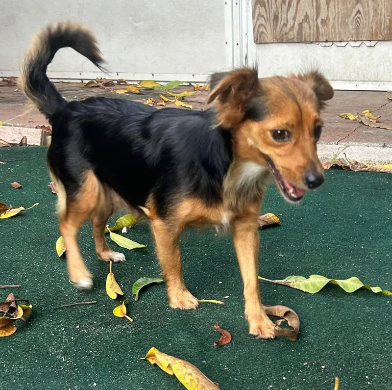 A young small-sized female Chihuahua dog named Kelsea for adoption in Lake Worth, FL