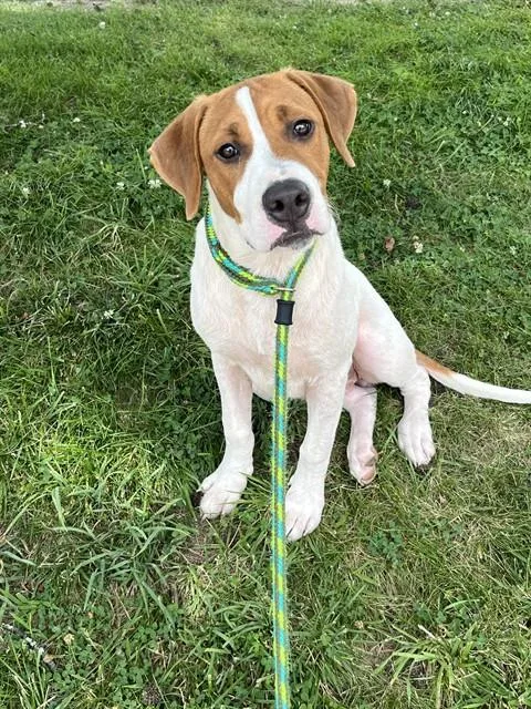 A young large-sized male Foxhound dog named Huckleberry for adoption in Olivette, MO