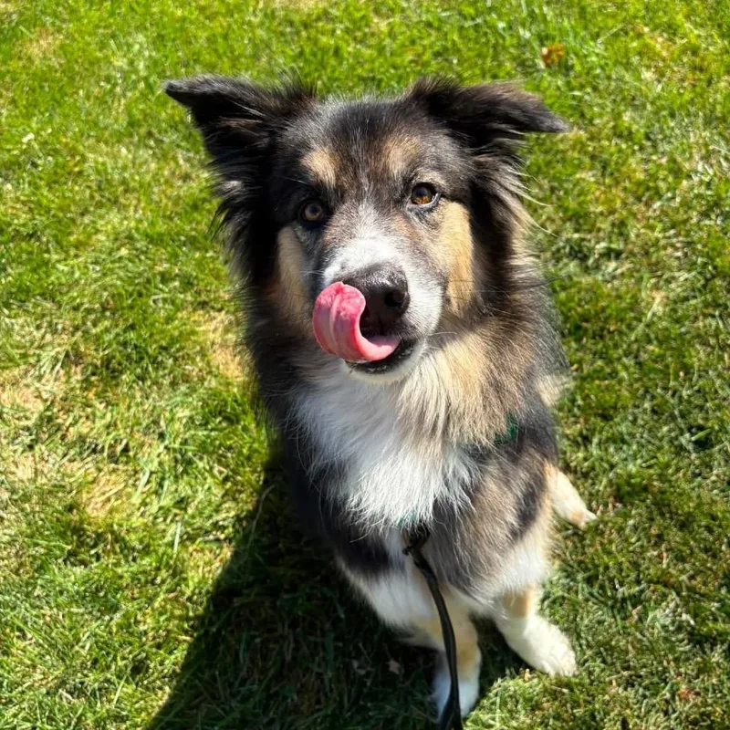 Kovu thumbnail 3