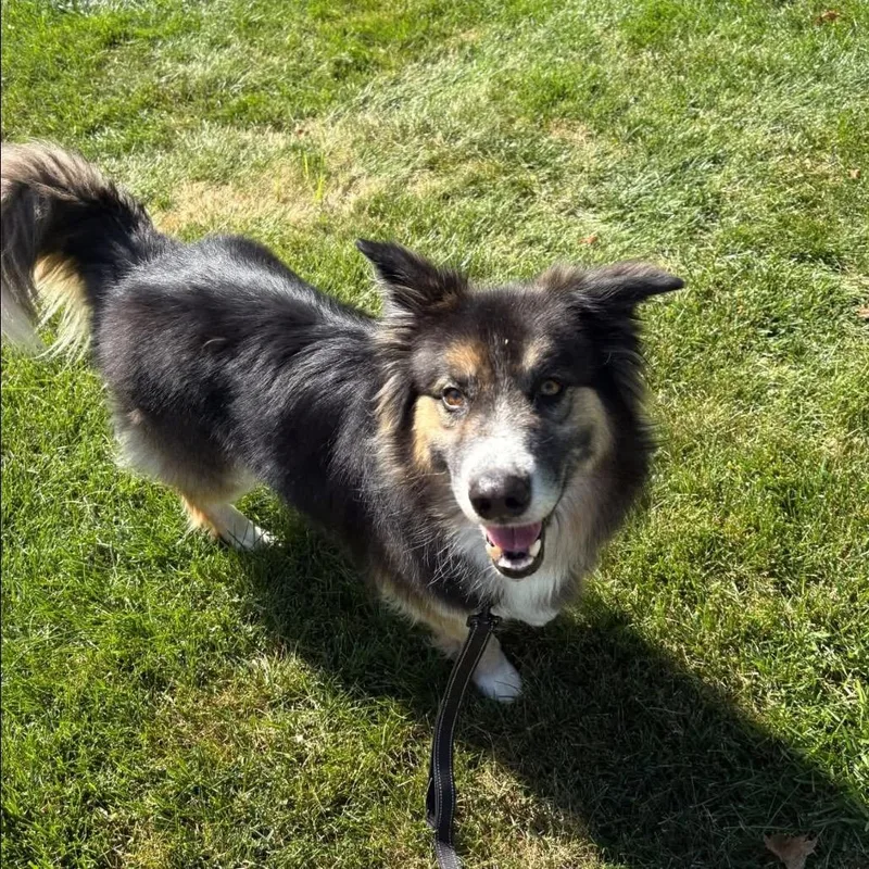 Kovu thumbnail 5