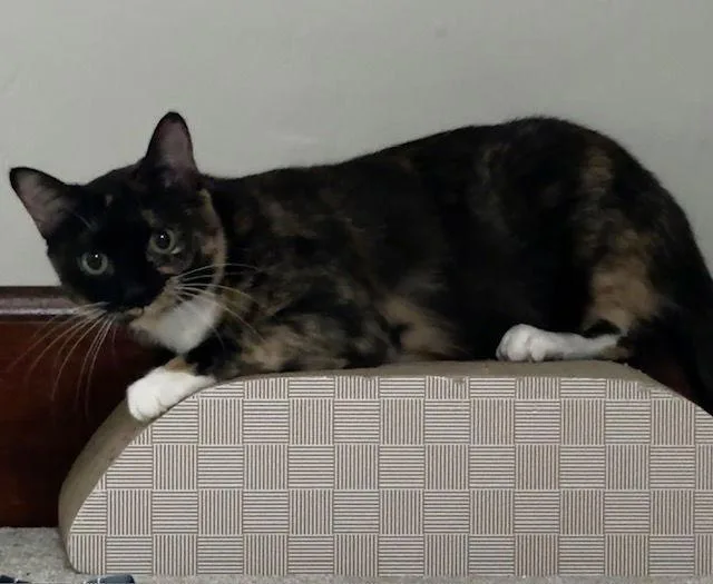 Tortellini thumbnail 2