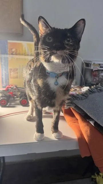 Tortellini thumbnail 3