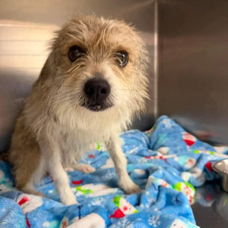 A young small-sized male Yellow / Tan / Blond / Fawn Mixed Breed dog named Fletcher for adoption in Fredericksburg, VA