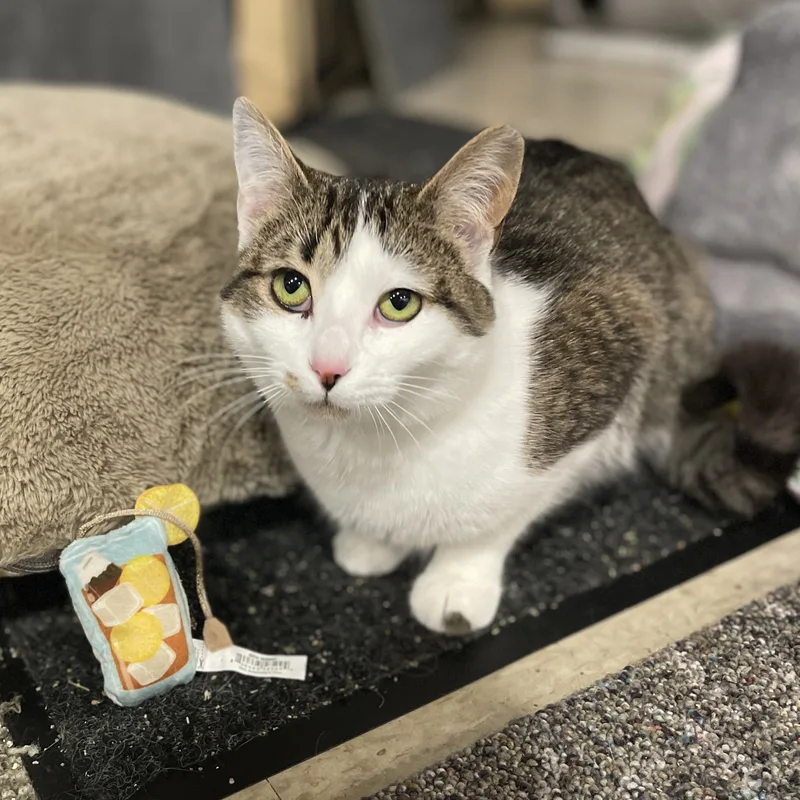 Katydid Cm thumbnail 3