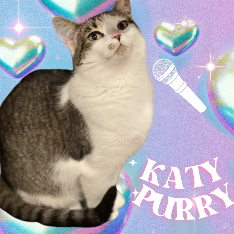 Katydid Cm thumbnail 4