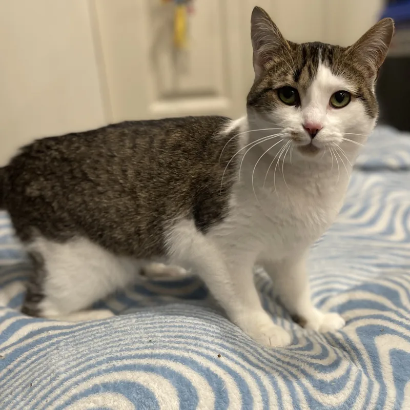 Katydid Cm thumbnail 5