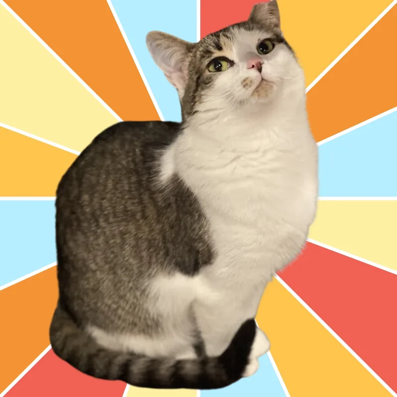 Katydid Cm thumbnail 6