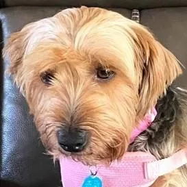 An adult small-sized female Bicolor Yorkshire Terrier dog named Roxie for adoption in Avon, IN