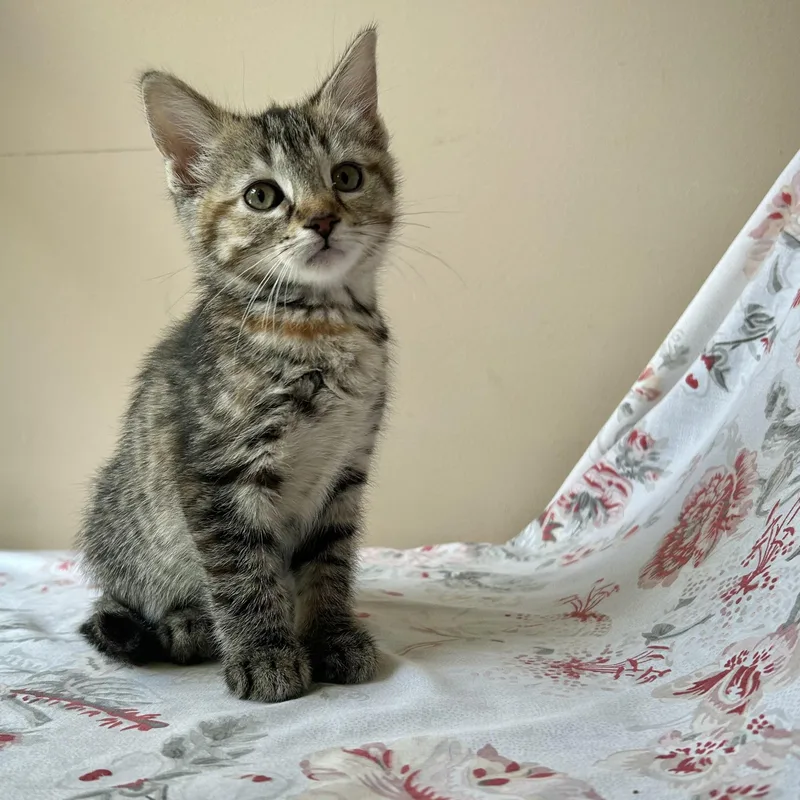 A baby medium-sized female Dilute Calico Domestic Short Hair cat named Esme for adoption in Seymour, TN