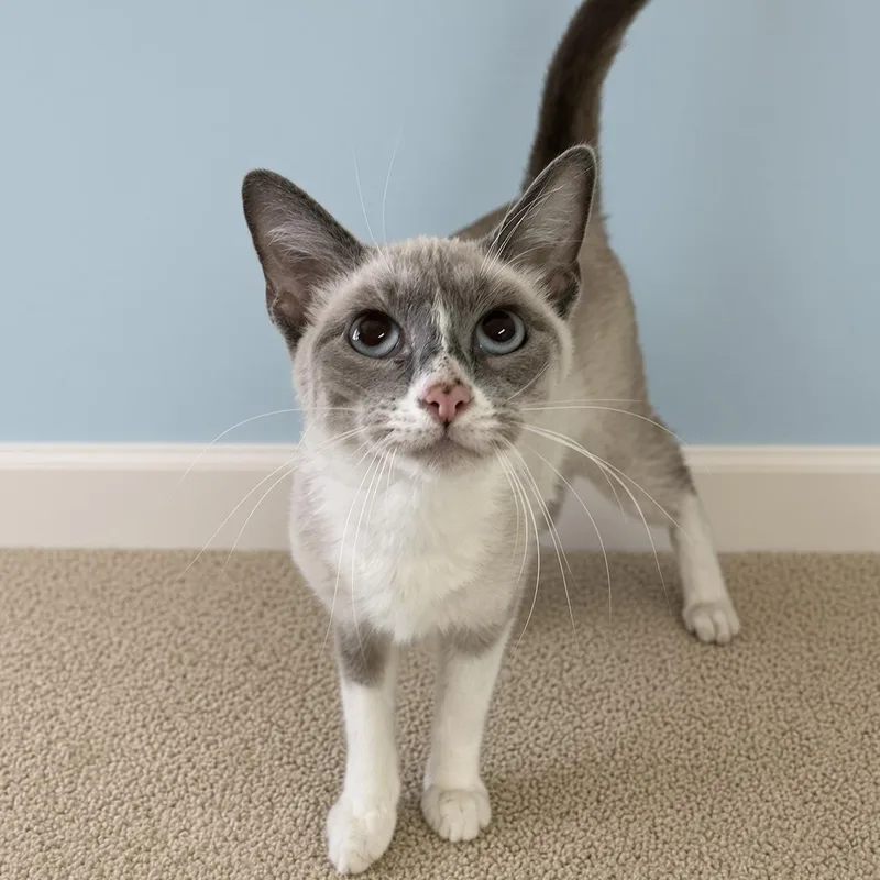 An adult medium-sized female Snowshoe cat named Holly for adoption in Pilot Point, TX