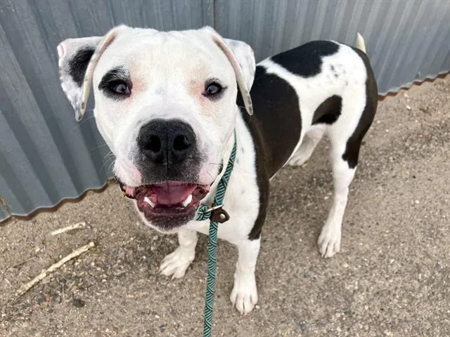 A young large-sized male Pit Bull Terrier dog named Gravy for adoption in Albuquerque, NM