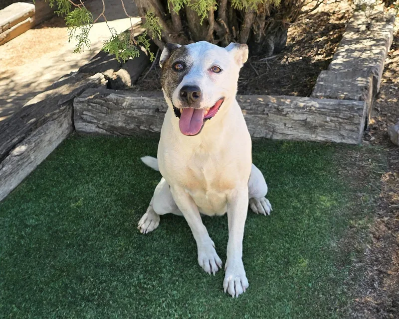 A young medium-sized female White / Cream American Staffordshire Terrier dog named Terrific Ms Torie for adoption in Albuquerque, NM