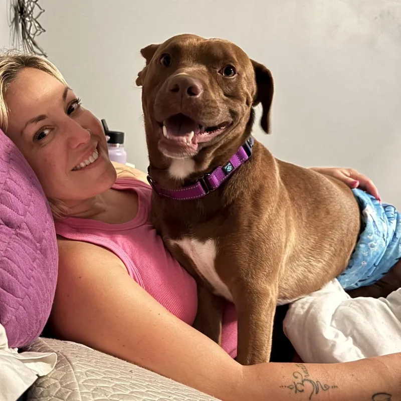 An adult medium-sized male Chocolate Labrador Retriever dog named Marshmallow for adoption in Crystal, MN