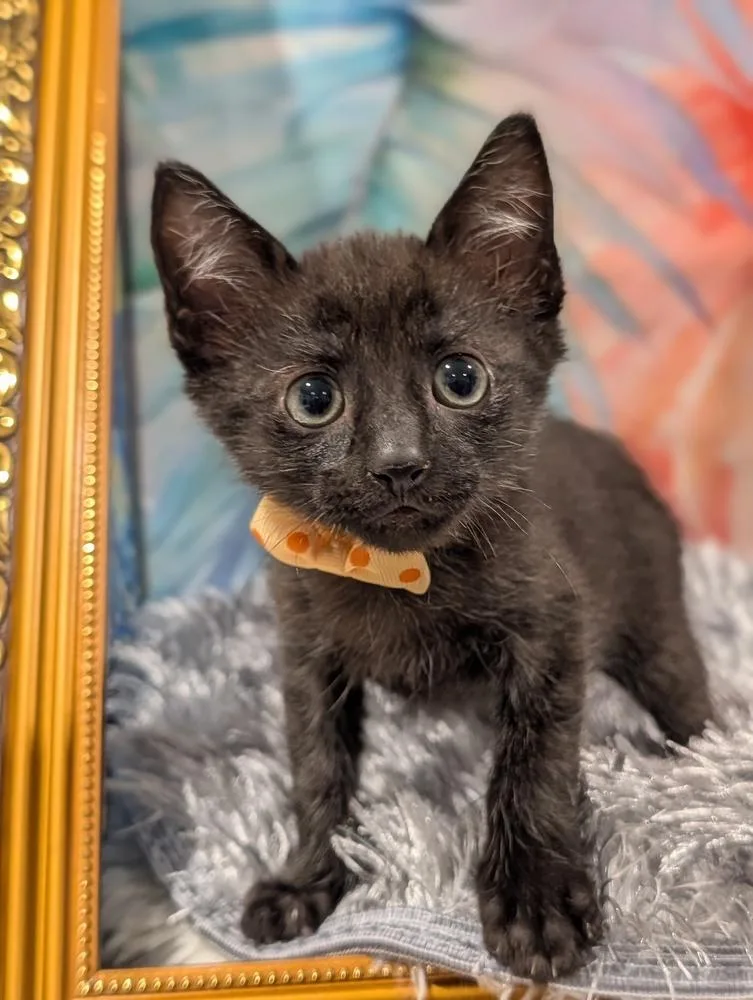 A baby small-sized male Black & White / Tuxedo Domestic Short Hair cat named Mole for adoption in Fremont, CA