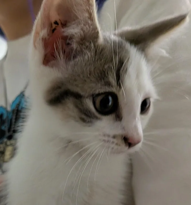 A baby small-sized female Domestic Short Hair cat named Poodle for adoption in Duxbury, MA