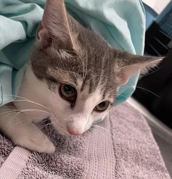 A baby small-sized male Domestic Short Hair cat named Yellowstone for adoption in Escondido, CA