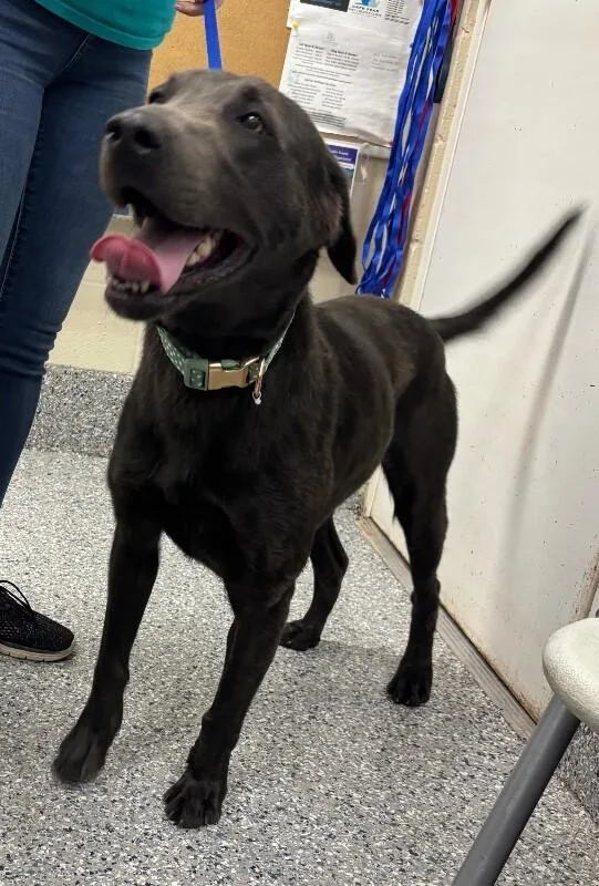 An adult medium-sized female Black Labrador Retriever dog named Unknown for adoption in Burgaw, NC