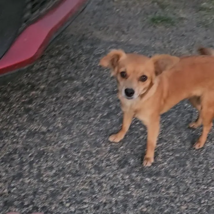 A young small-sized female Apricot / Beige Chihuahua dog named Candie โ Sweet Mom for adoption in Kirkland, WA