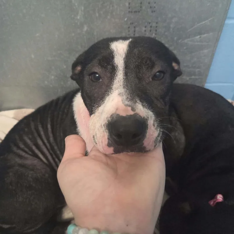 A young medium-sized female Pit Bull Terrier dog named Mollie for adoption in Allyn, WA