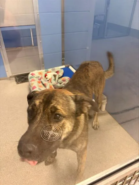 A young large-sized male German Shepherd Dog dog named Ollie for adoption in Mesa, AZ