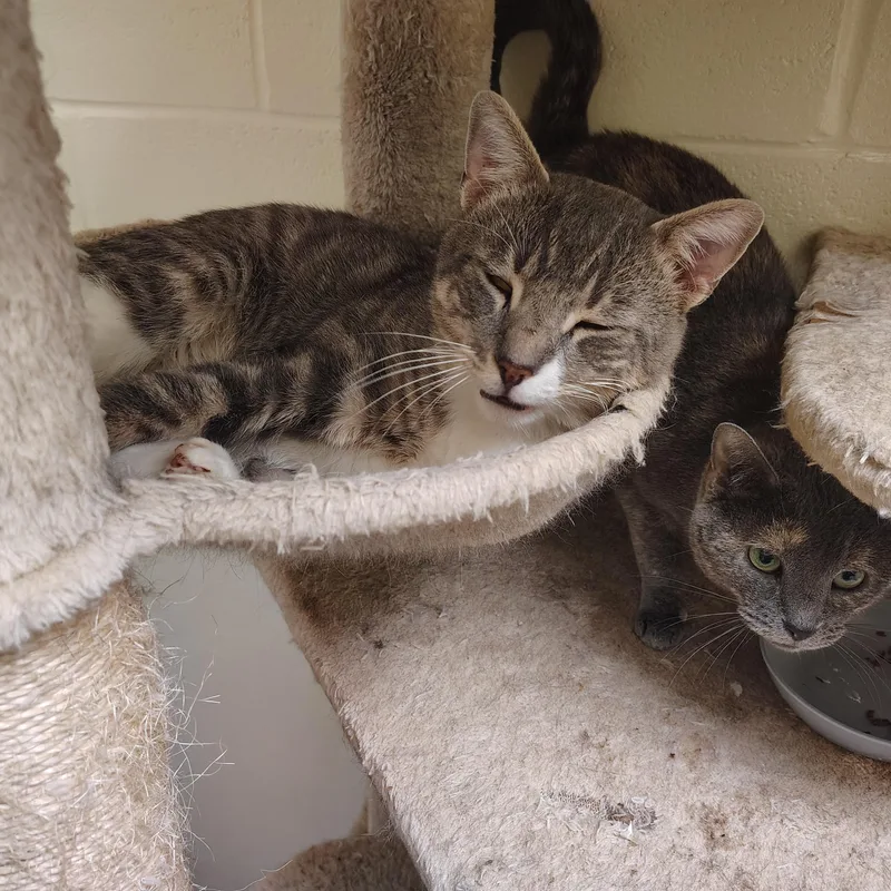 A young large-sized male Domestic Short Hair cat named Henry for adoption in Englewood, NJ