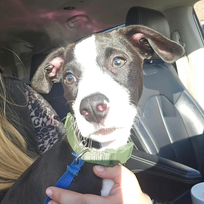 A baby medium-sized male Border Collie dog named Duke for adoption in Davisburg, MI