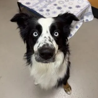 An adult medium-sized male Black Border Collie dog named Buddy Boy for adoption in Bellingham, WA