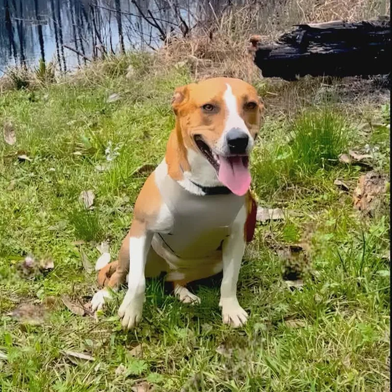 Karma > Bleeding Heart thumbnail 2