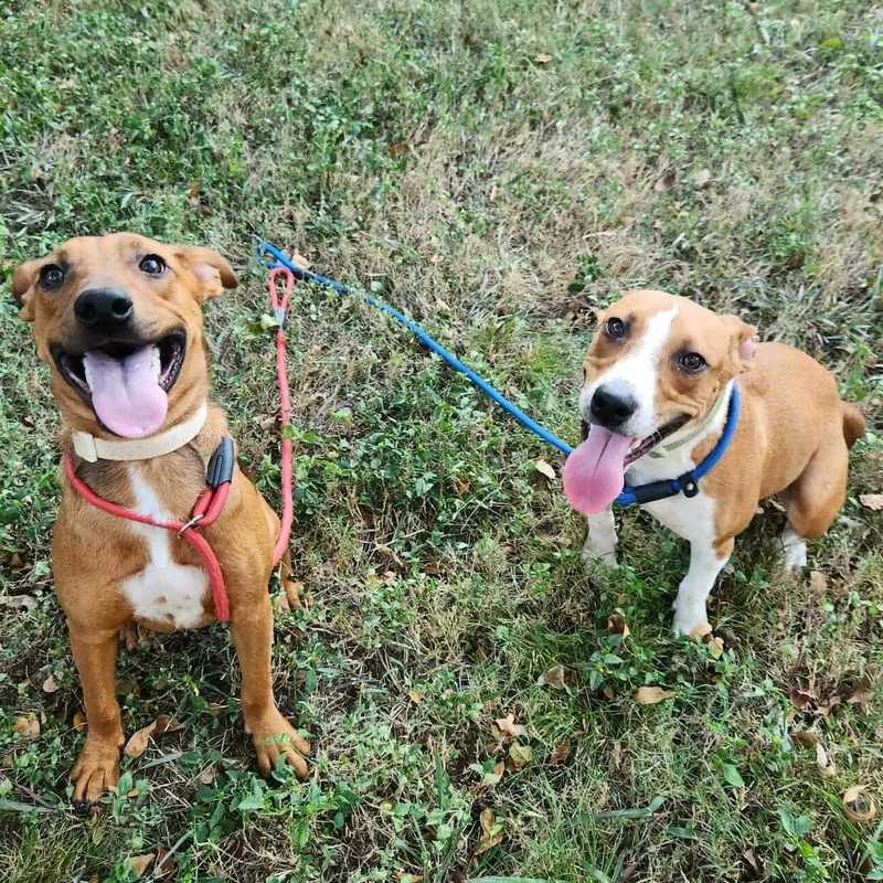 Karma > Bleeding Heart thumbnail 3