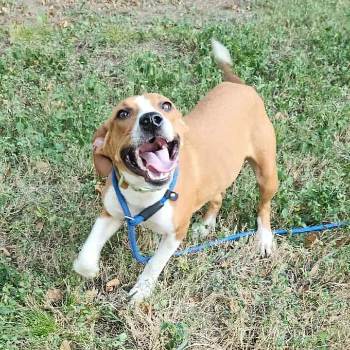 Karma > Bleeding Heart thumbnail 5