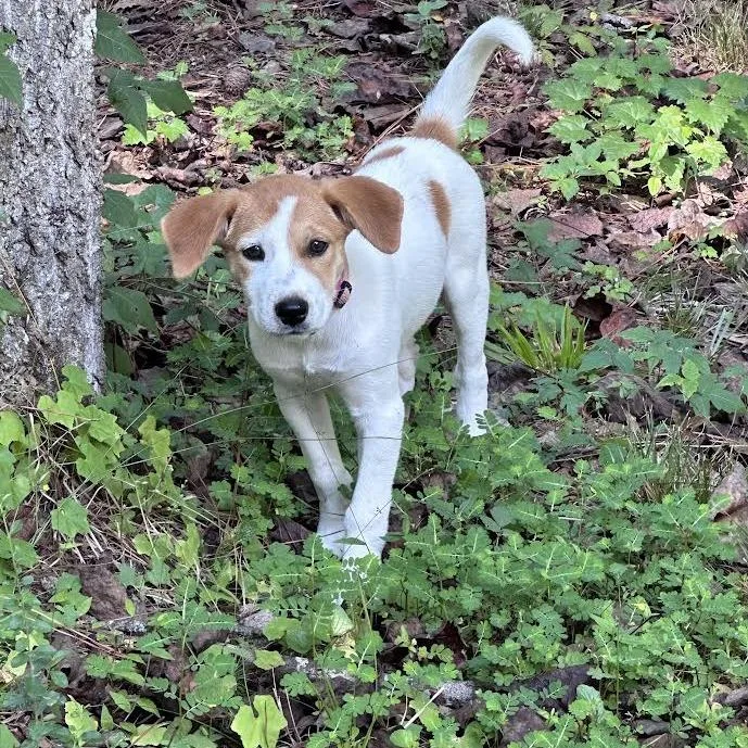 A baby medium-sized female White / Cream Mixed Breed dog named Sally for adoption in Auburn, AL