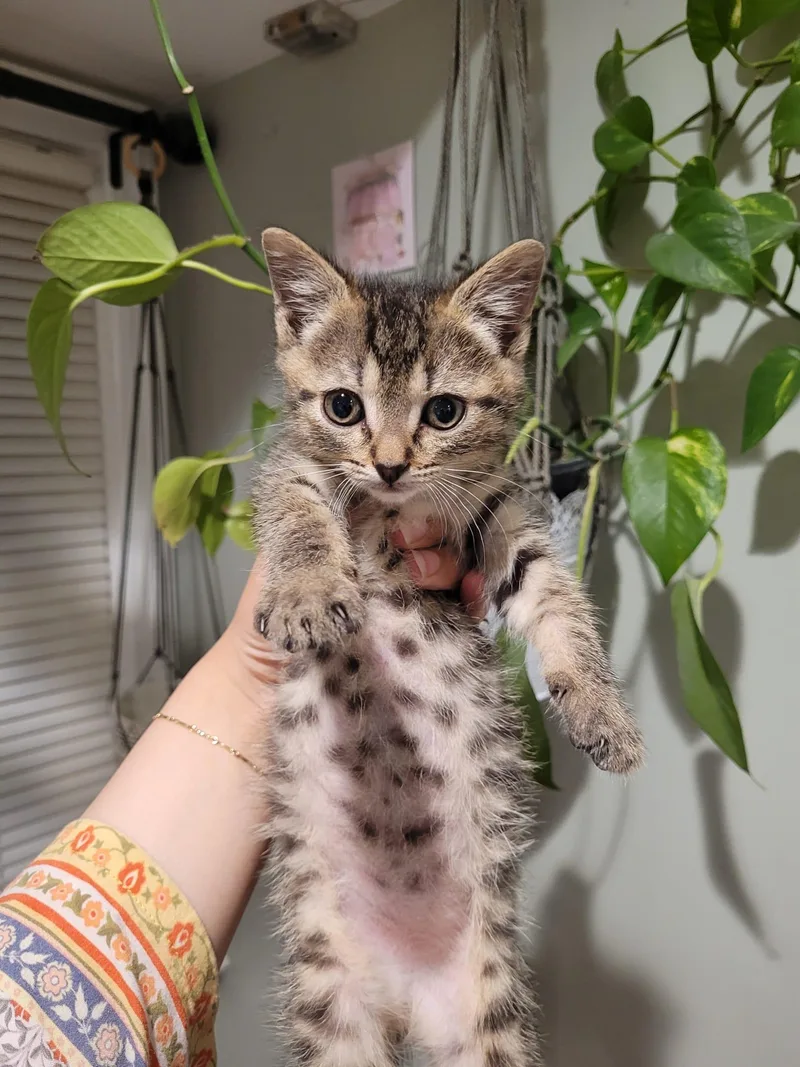 A baby medium-sized male Domestic Short Hair cat named Workout for adoption in Trenton, NJ