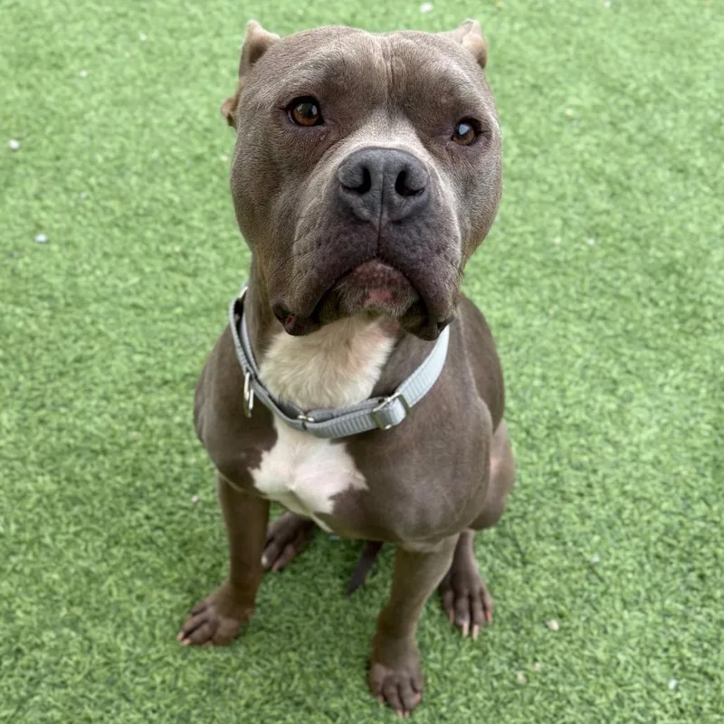 An adult medium-sized male Gray / Blue / Silver Mixed Breed dog named Bonks for adoption in Batavia, OH