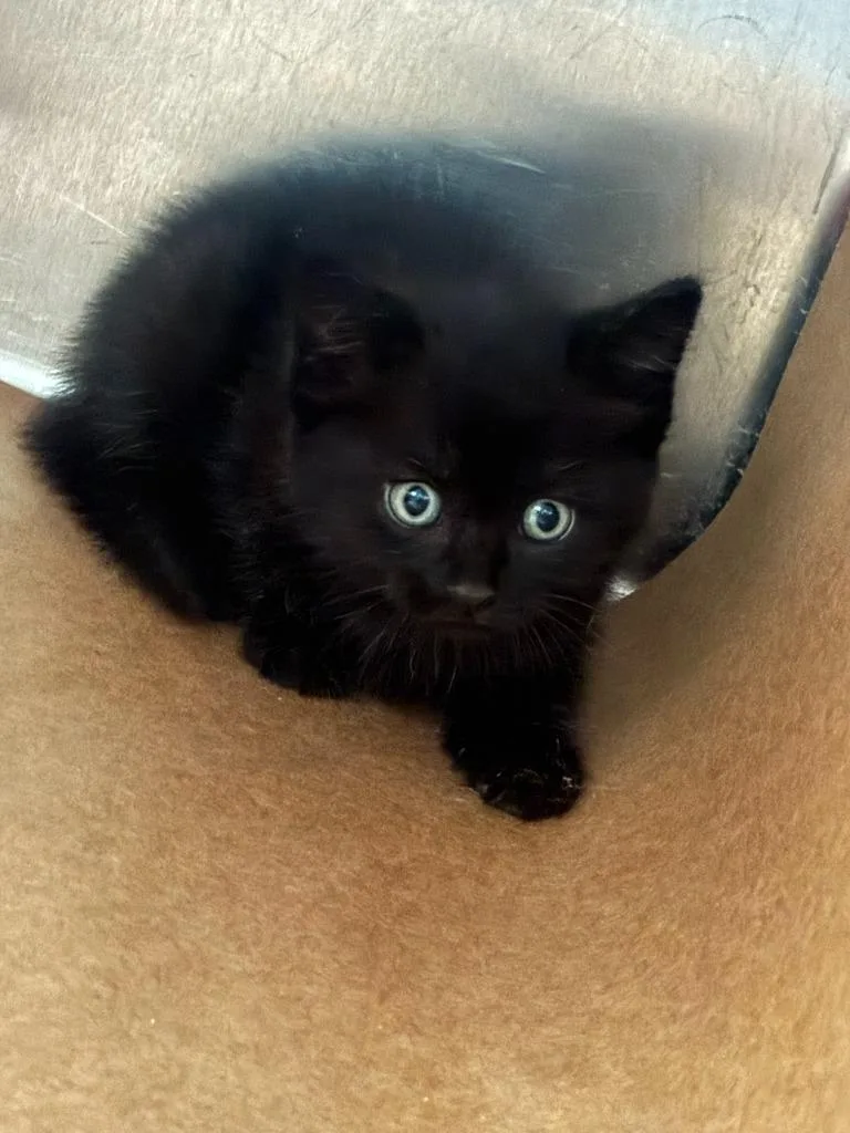 A baby large-sized male Domestic Short Hair cat named Dexter for adoption in Cartersville , GA