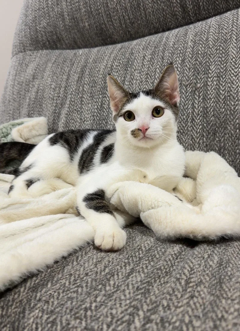 A young medium-sized male Domestic Short Hair cat named Berry for adoption in Nashville, TN