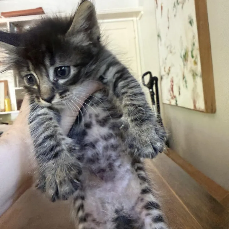 A baby small-sized female Brown / Chocolate Domestic Short Hair cat named Winona for adoption in Los Angeles, CA