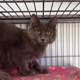 A young small-sized female Gray / Blue / Silver Domestic Long Hair cat named Maya for adoption in Fort Smith, AR