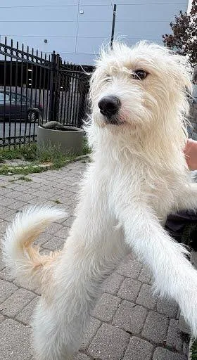 An adult medium-sized female Irish Terrier dog named Queso for adoption in Washington, DC
