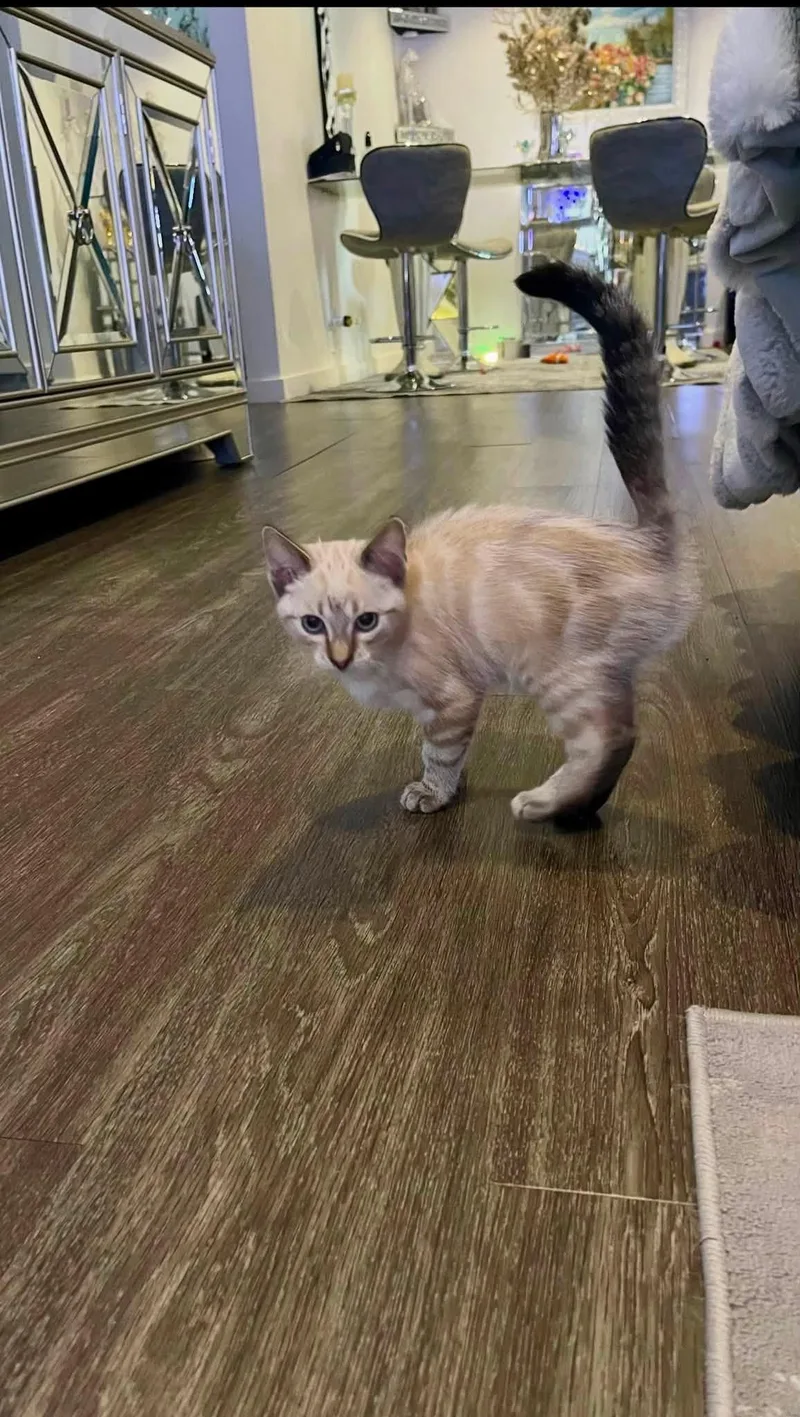 A baby small-sized female Siamese cat named Lola and Lila for adoption in Beverly Hills, CA