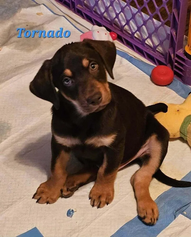 Tornado