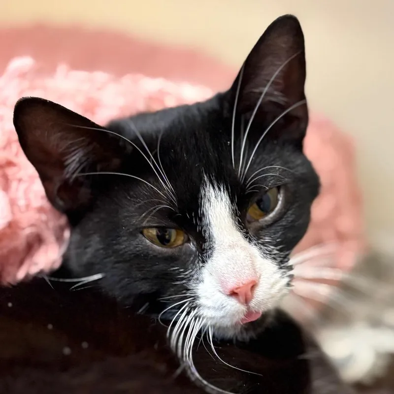 A baby small-sized female Black Domestic Short Hair cat named Goku for adoption in Chicago, IL