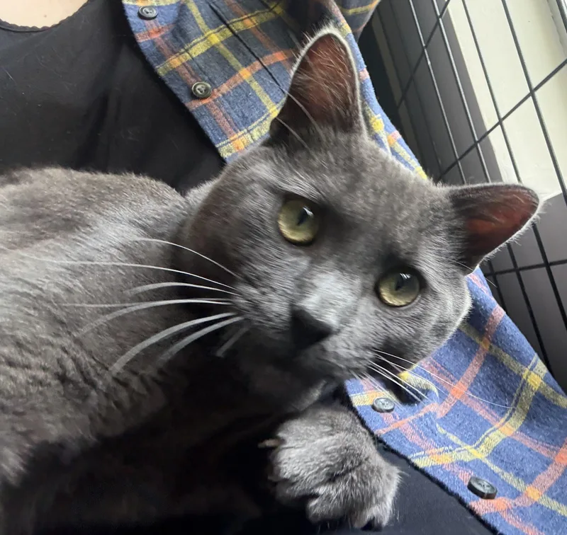 A young medium-sized male Gray / Blue / Silver Domestic Short Hair cat named Cody for adoption in Vashon Island, WA
