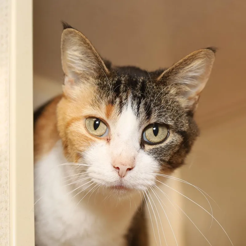An adult medium-sized female Torbie Domestic Short Hair cat named Butter for adoption in Evansville, IN