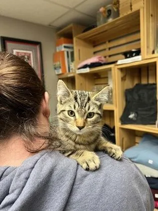A baby medium-sized male Domestic Short Hair cat named Petrie for adoption in East Brookfield, MA