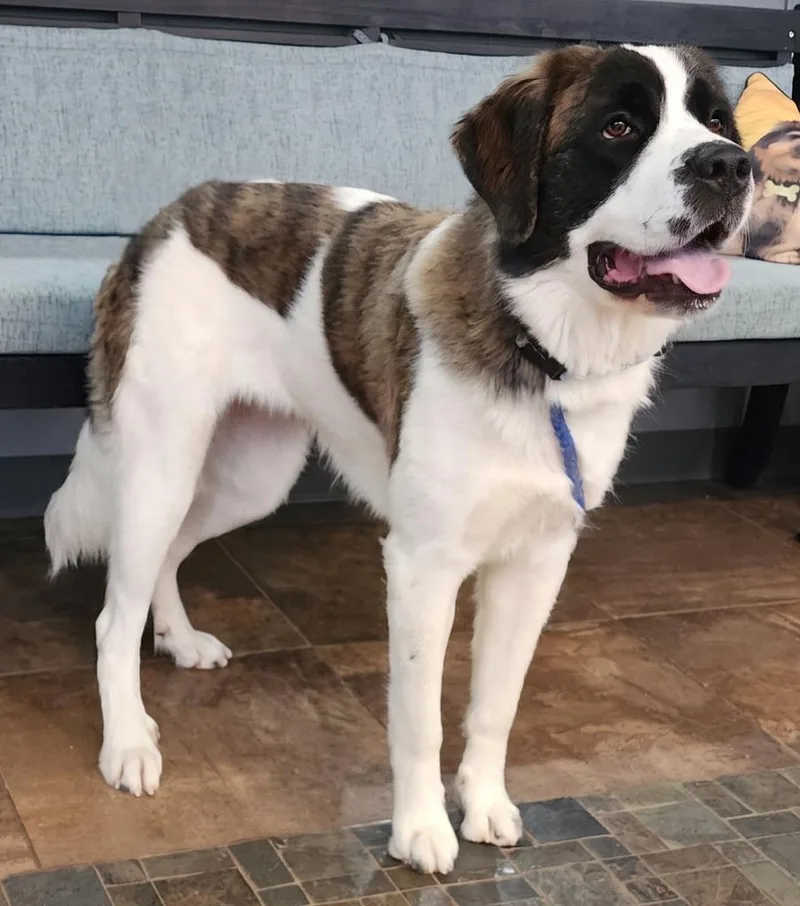A young extra large-sized female Saint Bernard dog named Kindle for adoption in Cottonwood, AZ