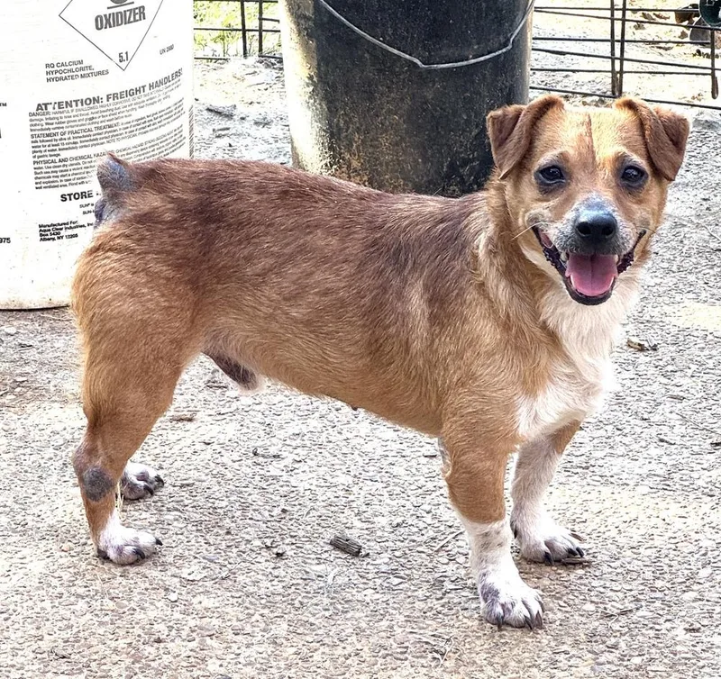 A young small-sized male Tricolor (Brown, Black, & White) Corgi dog named Jackson for adoption in Horn Lake, MS