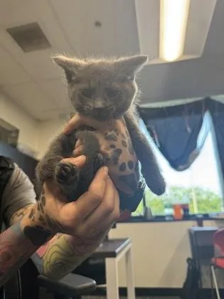 A baby small-sized male Domestic Short Hair cat named Smokealicious for adoption in West Chester, PA