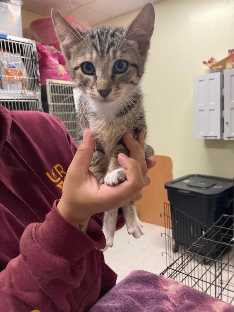 A baby small-sized male Domestic Short Hair cat named Felder for adoption in Meriden, CT
