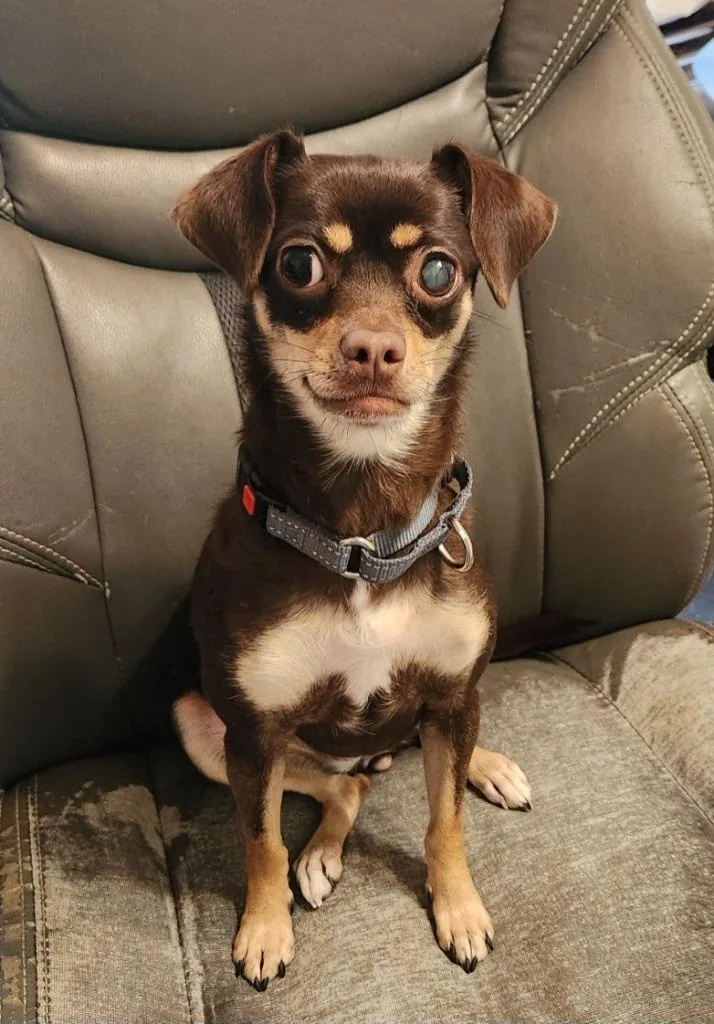 An adult small-sized female Chihuahua dog named Mia for adoption in Walnutport, PA
