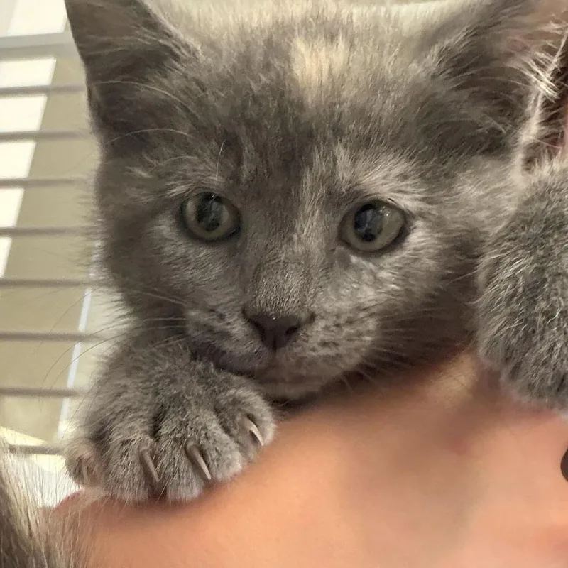 A baby small-sized female Domestic Short Hair cat named Fanny Pack for adoption in Rifle, CO